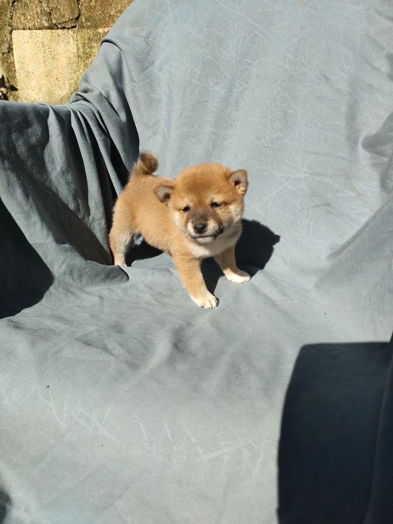 Moramora - Chiot disponible  - Shiba