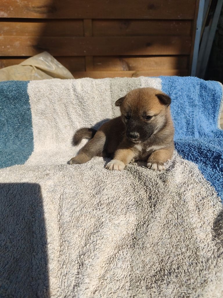 Moramora - Chiot disponible  - Shiba