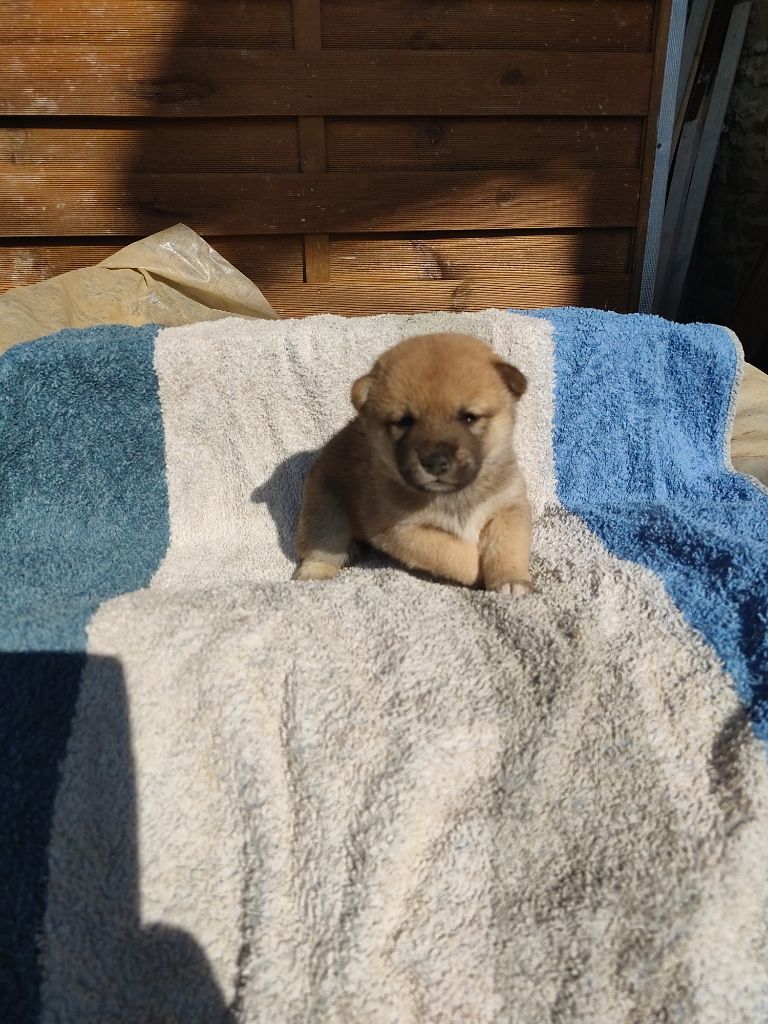 Moramora - Chiot disponible  - Shiba