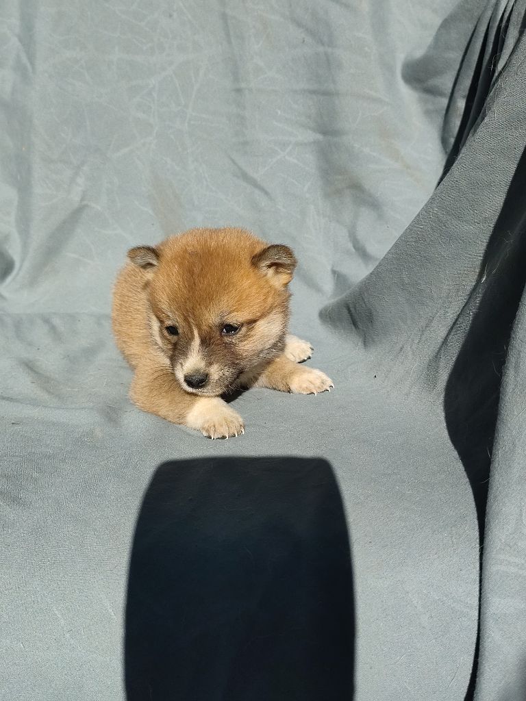 Moramora - Chiot disponible  - Shiba