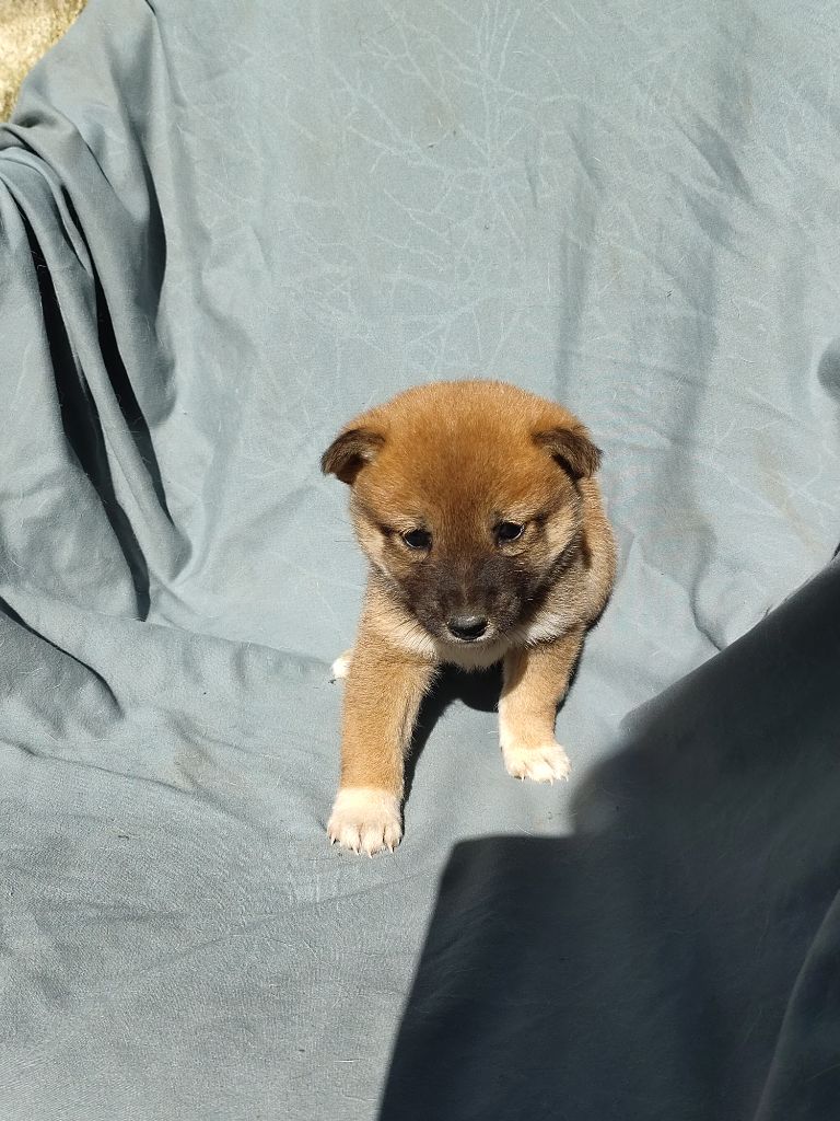 Moramora - Chiot disponible  - Shiba