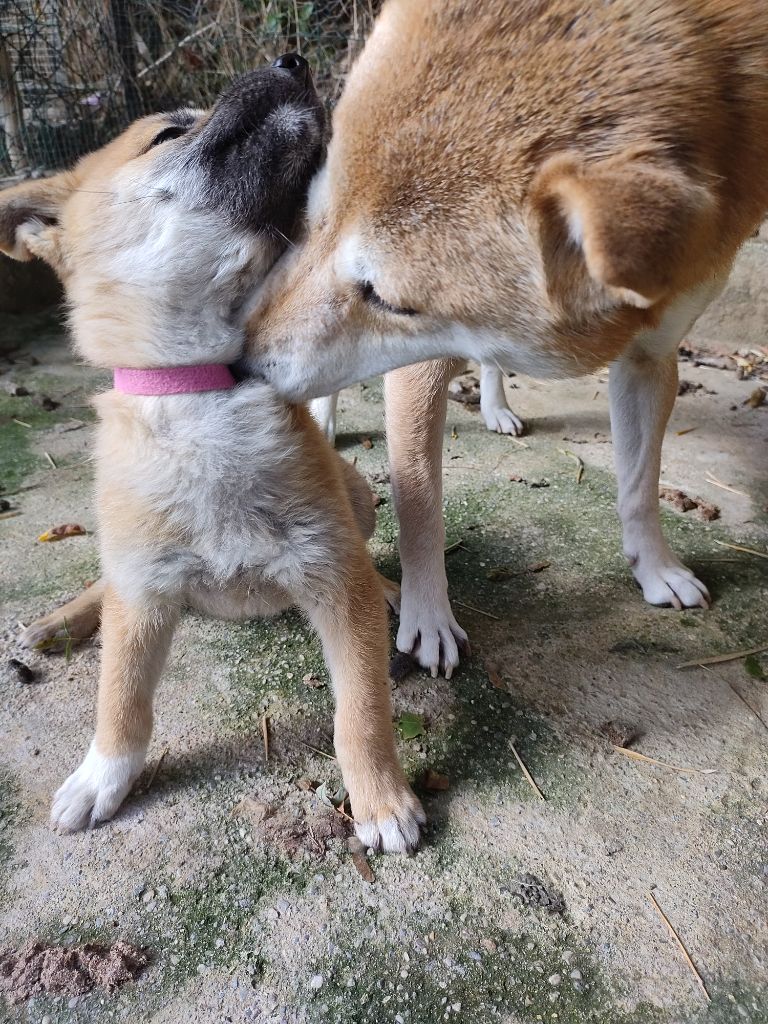 Moramora - Chiot disponible  - Shiba