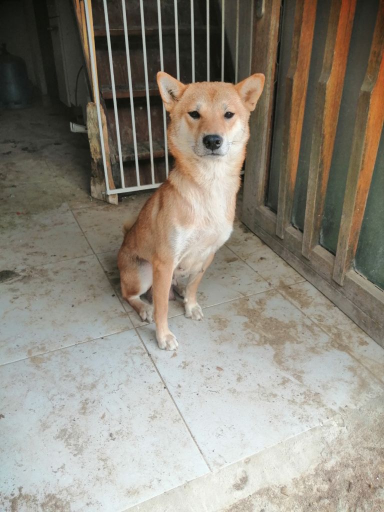 P'latina (Sans Affixe)