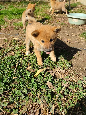 CHIOT 1